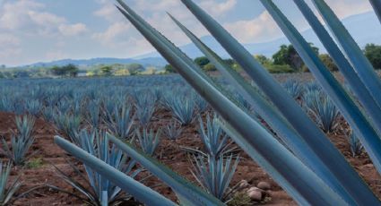El pueblito de Hidalgo con magueyes y mixiote de carnero entre calles pintorescas para ir el fin