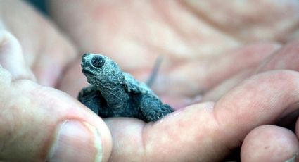 ¡Un pequeño gran milagro! Así se logró la reproducción de la tortuga más pequeña del mundo en Jalisco