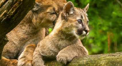 ¡Un paseo especial! Captan a mamá puma acompañada de su bebé en Michoacán