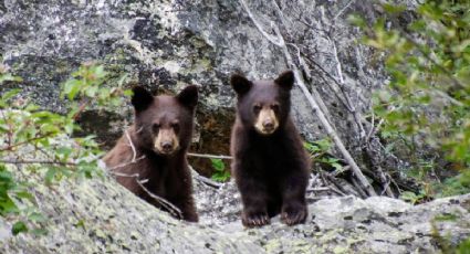 Hidalgo sorprende con el registro de un oso negro en un lugar donde pocos imaginaban verlo