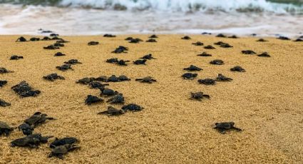 El conmovedor momento en que millones de tortugas comienzan su viaje hacia el mar en Michoacán