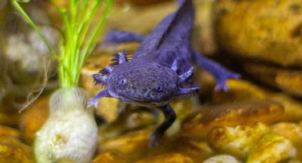 Hallan una nueva especie fósil de ajolote y sorprende por su antigüedad