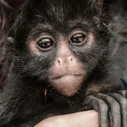 Palenque recibe a 17 primates rescatados: el emotivo regreso de monos araña y saraguatos