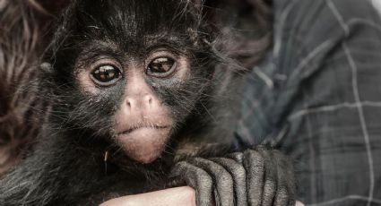 Palenque recibe a 17 primates rescatados: el emotivo regreso de monos araña y saraguatos