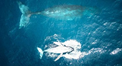 Regresan las ballenas a Argentina y con ellas uno de los espectáculos más emotivos de la naturaleza