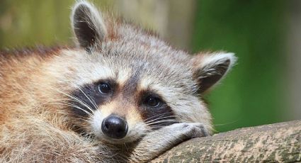 ¿Qué hacer si encuentras mapaches en tus viajes por las playas de Holbox?