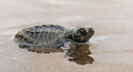 Las playas de México donde la naturaleza te regala encuentros con tortugas marinas