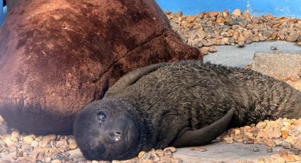 Al estilo del monito Punch: La elefantita marina que superó el abandono y regresó al mar