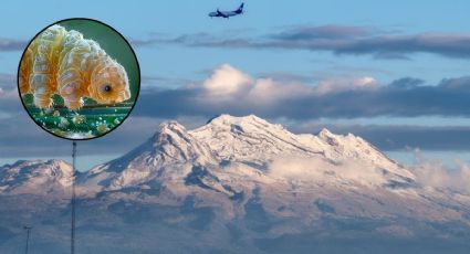 "Osos de agua", los nuevos hallazgos en el volcán Iztaccíhuatl que sorprenden a los científicos