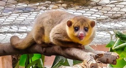 La historia de Martucha, el animal silvestre que volverá a casa después de ser rescatado