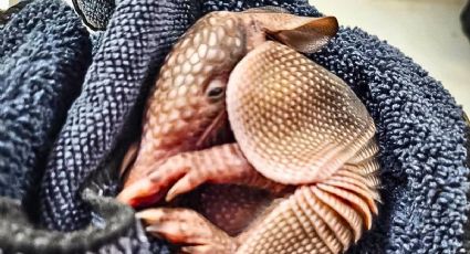 Sufría hipotermia en Mineral del Chico: El armadillo bebé que movilizó a rescatistas en Hidalgo