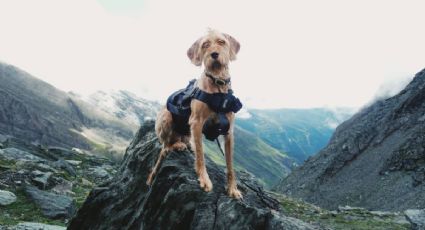 Binomios caninos de CDMX tienen nueva tarea: Conoce el nuevo trabajo de estos lomitos