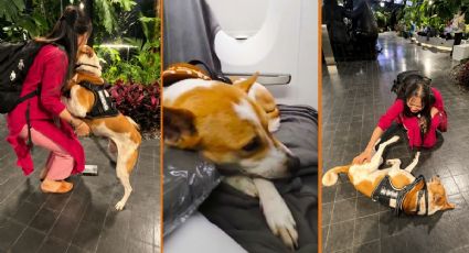 ¡Por fin juntos! El reencuentro de una familia y su perrito en un aeropuerto emocionó a las redes