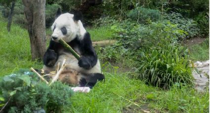 La pandita Xin Xin celebra 36 años y así puedes visitarla en Chapultepec