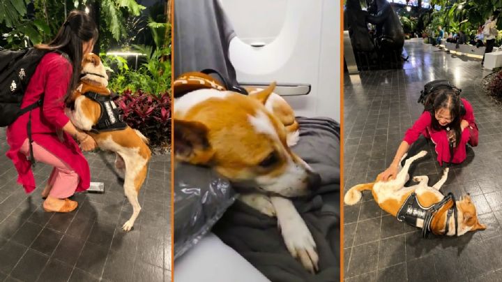 ¡Por fin juntos! El reencuentro de una familia y su perrito en un aeropuerto emocionó a las redes