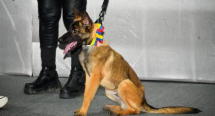 ¡Un gesto que conmovió a todos! Rescatistas mexicanos reciben a Laika como muestra de gratitud