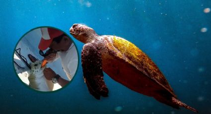 ¡Milagro en el mar! Pescador logra salvar a una tortuga con primeros auxilios