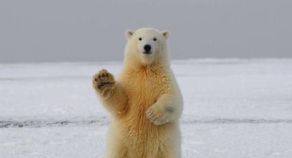 ¡Tierna expedición! Captan a una osa polar y sus crías en estación de investigación rusa