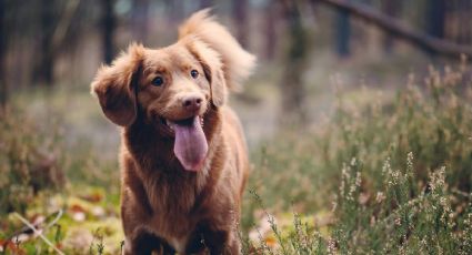El mejor Pueblo Mágico pet friendly de México para viajar con tu perro