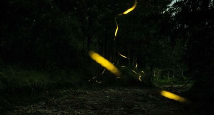 El Edomex se prepara para la ruta especial del Festival de las Luciérnagas 2026: dónde y cuándo