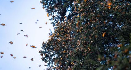 La Reserva de la Mariposa Monarca: cuándo ir y cómo disfrutar este Patrimonio Mundial Natural