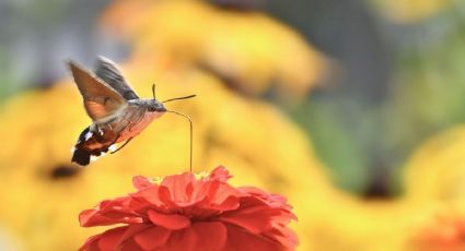¡Como salida de la prehistoria! Hallan viva una mosca polilla que solo se conocía por fósiles