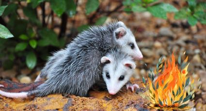 El Tlacuache, la leyenda del animalito que ayudó a descubrir el fuego como sacrificio