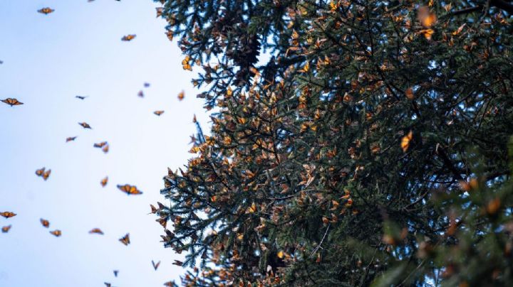 La Reserva de la Mariposa Monarca: cuándo ir y cómo disfrutar este Patrimonio Mundial Natural