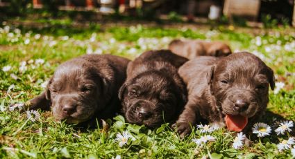 ¡El mejor fichaje! Perritos y gatitos buscan un hogar en jornada de adopción del Metro CDMX