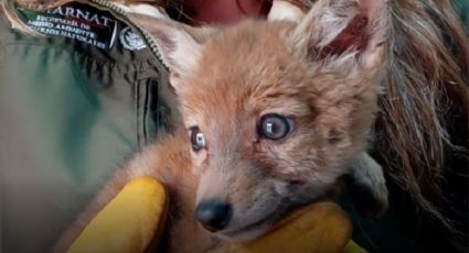 ¡Final feliz! Rescatan y ponen a salvo a una cría de coyote en Tlaxcala
