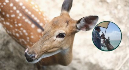¡Volvió a tierra firme! Así fue el rescate de un venado bebé en las playas de Yucatán