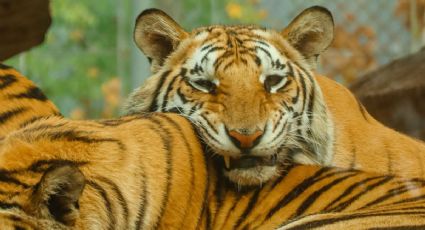 ¡Aventura imperdible! Lugares del Edomex para admirar tigres con tus hijos