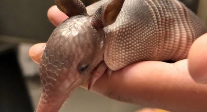 ¡Pequeño sobreviviente! Rescatan a una cría de armadillo tras perder a su madre en Nayarit