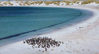 Argentina o Inglaterra: ¿Dónde están las Islas Malvinas y por qué genera pelea entre ambos países?