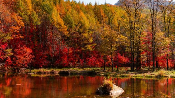 El sorprendente bosque de arce que esconde México y cómo puedes visitarlo