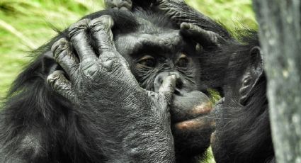 ¡Un día lleno de sorpresas! Así consienten a los chimpancés del Zoológico de Aragón