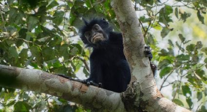 Hallazgo histórico: Descubren una nueva especie de mono en África que asombra por sus rasgos humanos