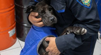 ¡Más fuerte que cualquier obstáculo! La perrita de tres patitas que protege la CDMX