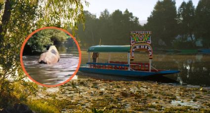 ¿Una vaquita marina en CDMX? Así sorprendió una vaca nadando en canales de Xochimilco