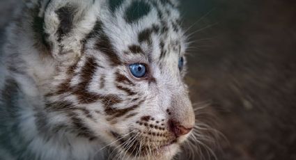 ¡Cálida bienvenida! Cuba celebra el nacimiento de cuatro tigres de Bengala en La Habana