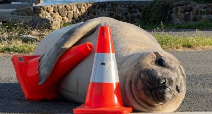 ¡Todo un personaje! Neil, el elefante marino que conquistó Tasmania con sus travesuras