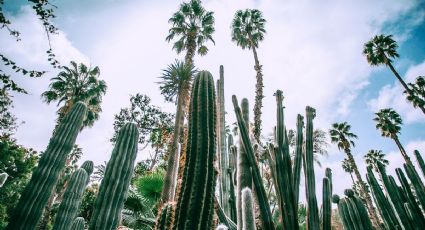 El bosque de cactus mexicano que es un Patrimonio Mundial y puedes visitar cerca de CDMX
