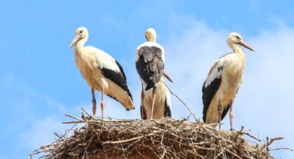 Pajareada en Isla Blanca espera a los viajeros para disfrutar encuentros en la naturaleza: cuándo y dónde