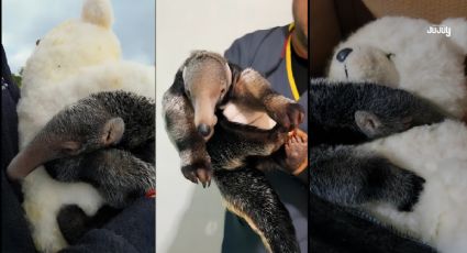 ¡Al estilo Punch! El osito hormiguero que se aferró a un peluche y enterneció a miles