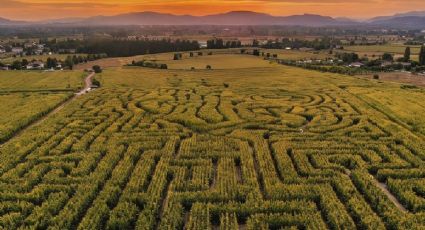 El laberinto de maíz para disfrutar un viaje en familia entre paisajes únicos de Querétaro