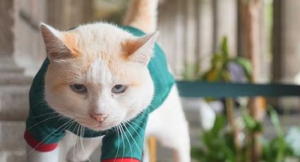 ¡El michi más futbolero! Coco, el gatito de Palacio Nacional celebra las victorias en el Mundial