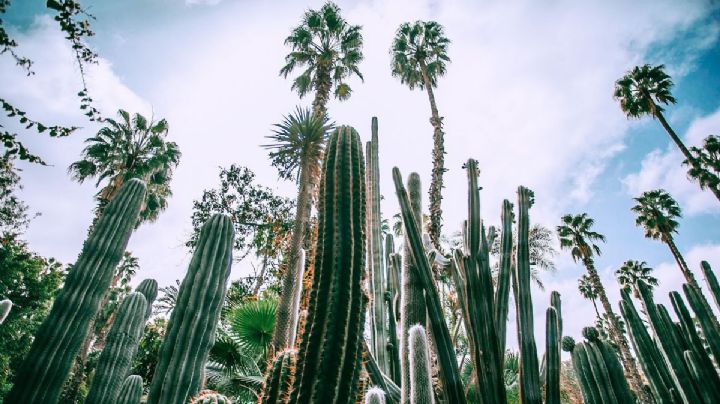 El bosque de cactus mexicano que es un Patrimonio Mundial y puedes visitar cerca de CDMX