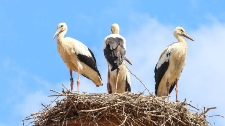 Pajareada en Isla Blanca espera a los viajeros para disfrutar encuentros en la naturaleza: cuándo y dónde