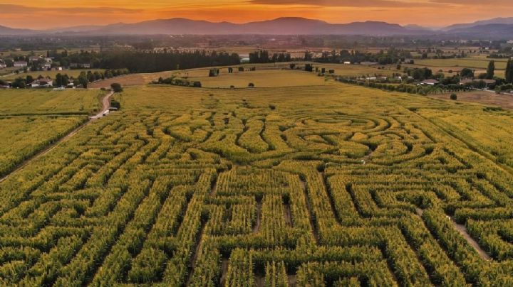 El laberinto de maíz para disfrutar un viaje en familia entre paisajes únicos de Querétaro