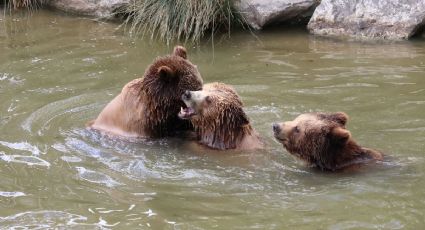 ¡Disfrutando el verano! Familia de osos se da un refrescante baño en albercas de Coahuila